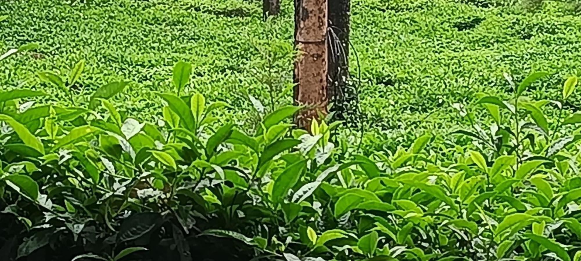 Jungle Valley Ayurvedic Spa Resort Meppādi Buitenkant foto