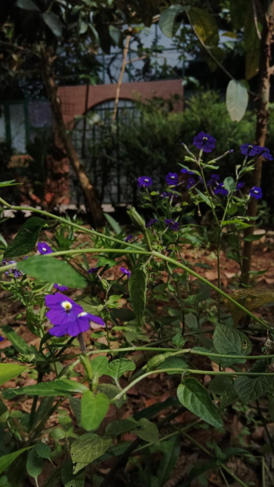 Jungle Valley Ayurvedic Spa Resort Meppādi Buitenkant foto