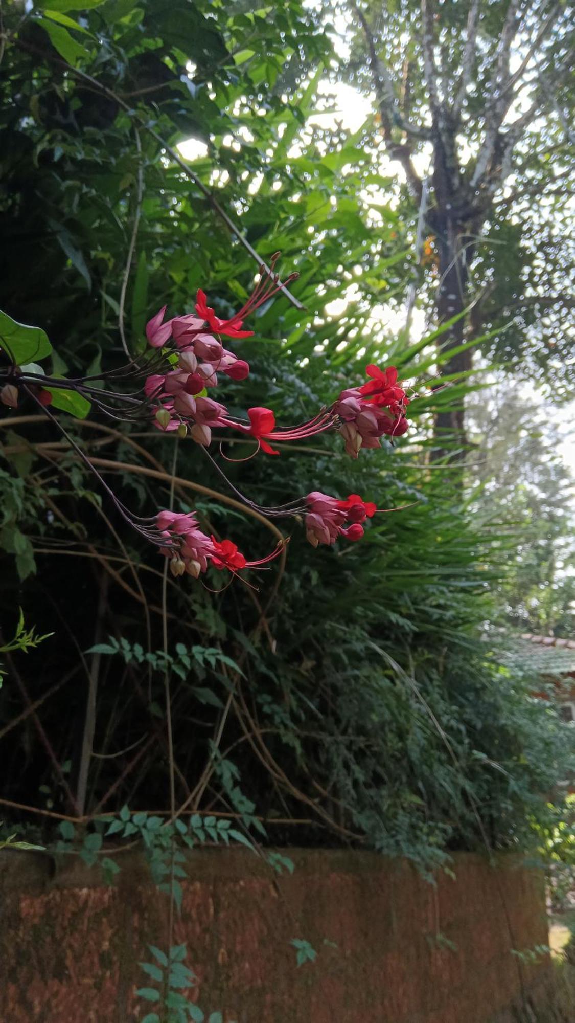 Jungle Valley Ayurvedic Spa Resort Meppādi Buitenkant foto