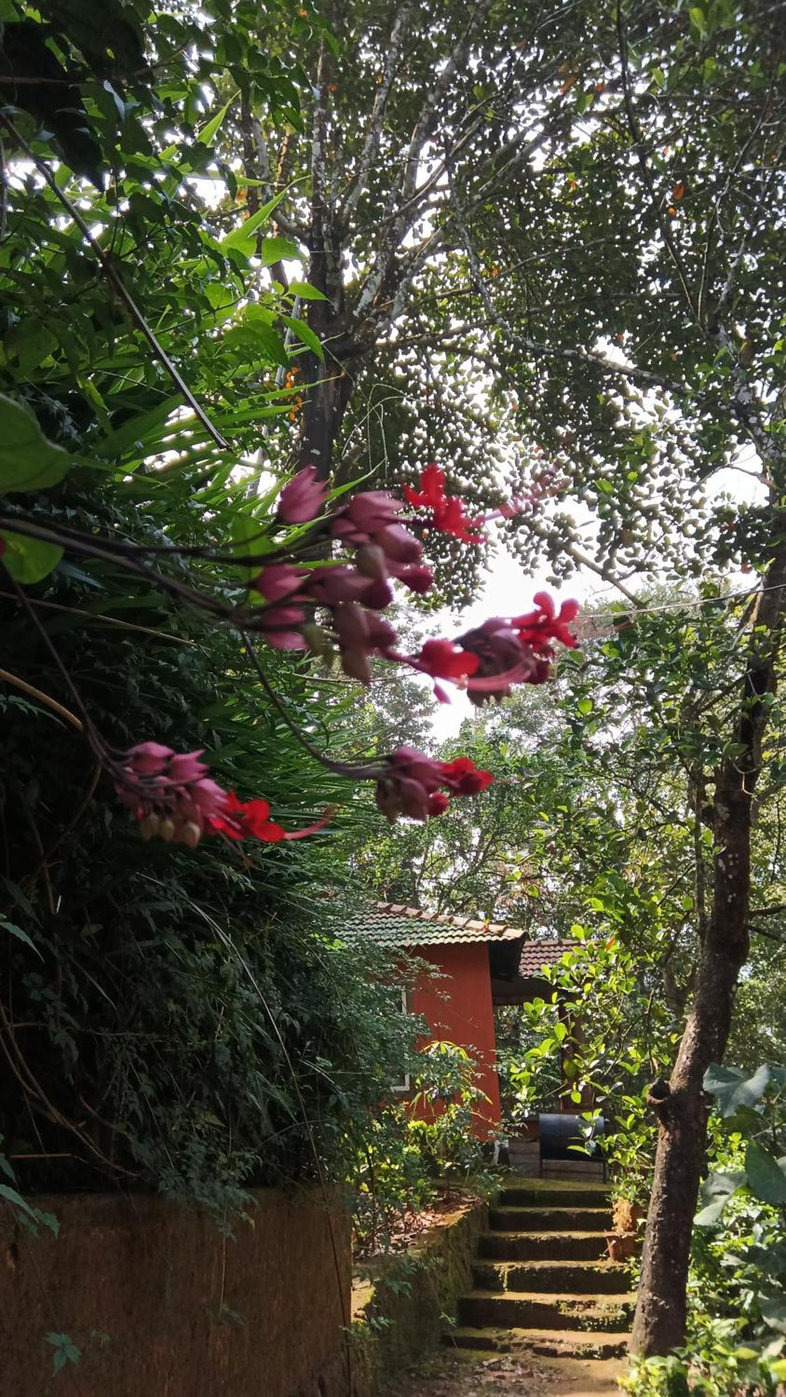 Jungle Valley Ayurvedic Spa Resort Meppādi Buitenkant foto